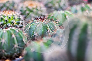 Beautiful cactus plant in a littie small pot