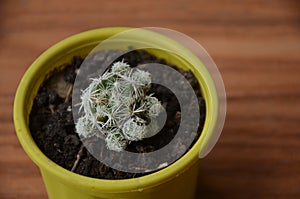 The beautiful cactus plant seedlings in the small yellow pot