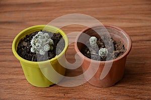 The beautiful cactus plant seedlings in the two small pots