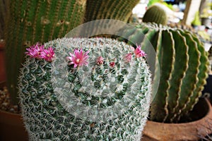 Beautiful cactus pot plant with flower blooming