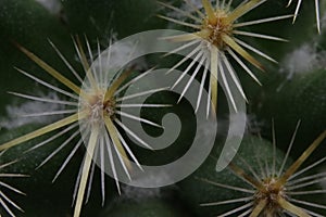 Beautiful cactus with skewered spines to fend off predators self-defense protection