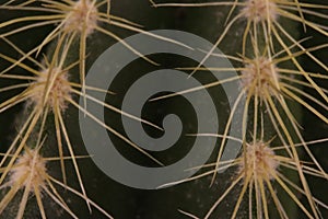 Beautiful cactus with skewered spines to fend off predators self-defense protection