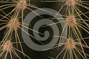 Beautiful cactus with skewered spines to fend off predators self-defense protection photo