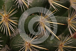 beautiful cactus with skewered spines to fend off predators self-defense protection photo