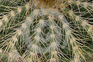 Beautiful cactus with skewered spines to fend off predators self-defense protection photo