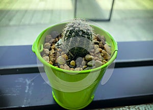 Beautiful cactus small