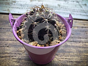 Beautiful cactus small