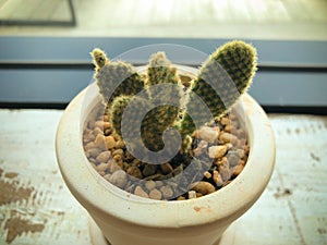 Beautiful cactus small