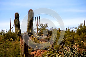 Beautiful cactus spotted in Arizona desert