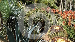 Beautiful cactus succulent garden. Asparagaceae family, grown in arid climates.