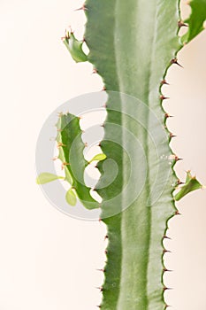 Beautiful  cactus on white background