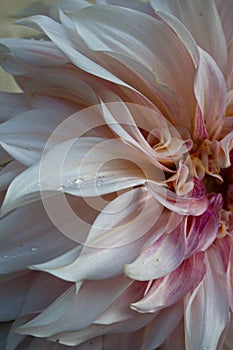 Beautiful cafe au lait dahlia flower photo