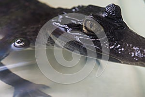 Beautiful caiman crocodile photo