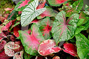 Beautiful Caladium bicolor colorful leaf