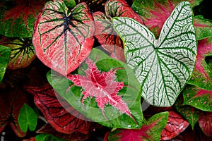 Beautiful Caladium bicolor colorful leaf