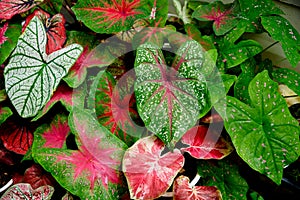 Beautiful Caladium bicolor colorful leaf