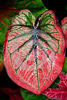 Beautiful Caladium bicolor colorful leaf