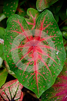 Beautiful Caladium bicolor colorful leaf