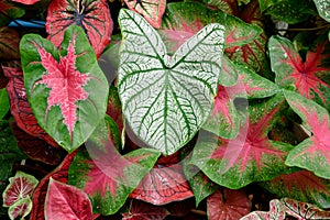 Beautiful Caladium bicolor colorful leaf