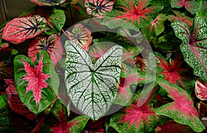 Beautiful Caladium bicolor colorful leaf