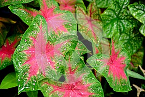 Beautiful Caladium bicolor colorful leaf