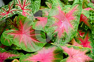 Beautiful Caladium bicolor colorful leaf