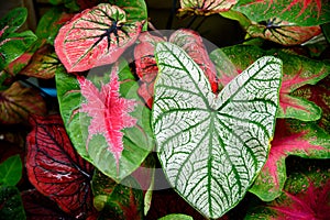 Beautiful Caladium bicolor colorful leaf