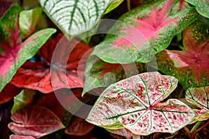 Beautiful Caladium bicolor colorful leaf