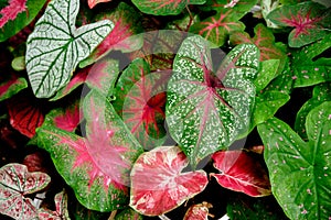 Beautiful Caladium bicolor colorful leaf