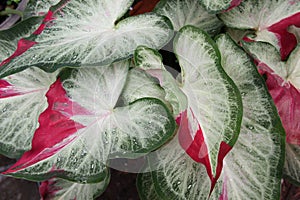 Beautiful caladium bicolor white spotted and red