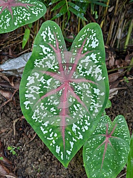 Beautiful caladium leaves, selective focuse