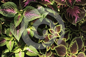 Beautiful Caleus Ornamental Plants