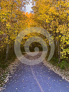 Beautiful Calgary community parks pathways during Autumn colors