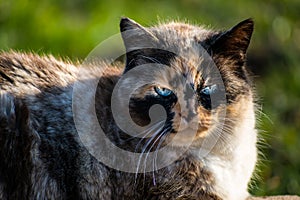 Beautiful calico cat with blue eyes sitting in the garden with sunshine