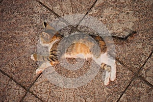 A beautiful calico kitten lying on a stone floor in a pose as if it were flying or jumping. Cat is sleeping