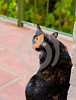 Beautiful calico tortoiseshell tabby cat sitting on a balcony