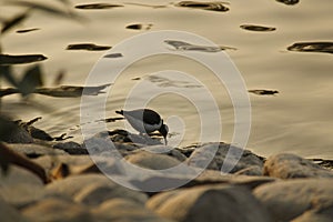 Beautiful calidrid bird drinking water