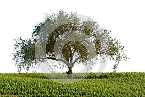 Beautiful California vineyard landscape