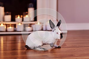 Beautiful californian rabbit breed poses indoors