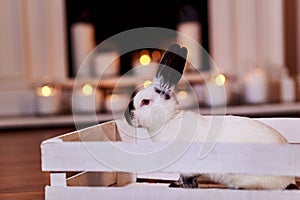 Beautiful californian rabbit breed sits in white wooden box indoors