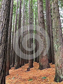 Beautiful Californian Redwood Trees