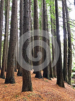 Beautiful Californian Redwood Trees