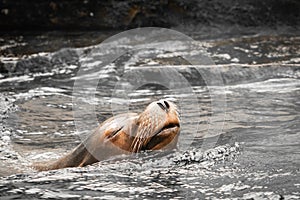 Beautiful californian sea lion swimming