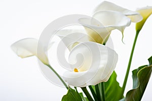 Beautiful Calla Lilies Flowers with Leaf Isolated on the White Background photo