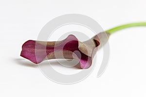 Beautiful calla lilly
