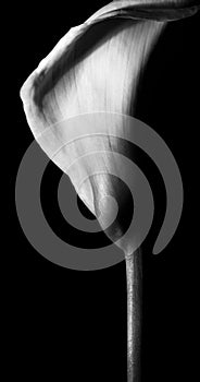 Beautiful calla lily on black background.