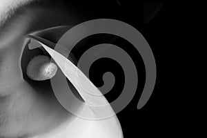 Beautiful calla lily on black background.