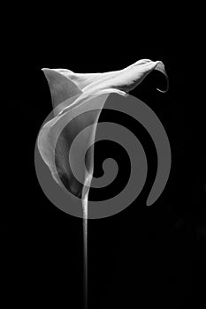 Beautiful calla lily on black background.