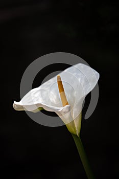Beautiful calla lily flower in the garden in Dharamsala