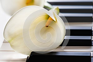 Beautiful Callas flowers on a Piano Keyboard